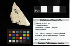Foto (Objekt + Etiketten) von ? Goniodromites sp. 